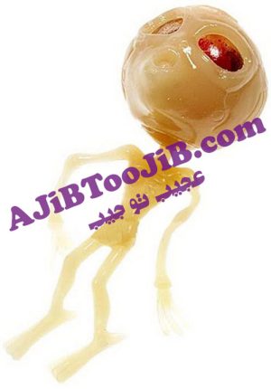 اسکلت کراکی فضایی (شب نما)