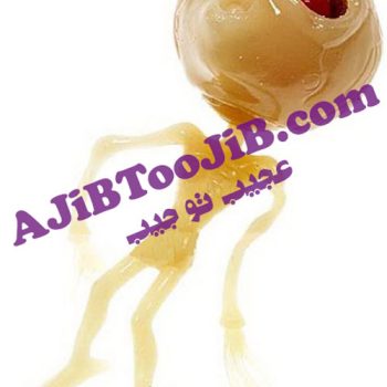 اسکلت کراکی فضایی (شب نما)