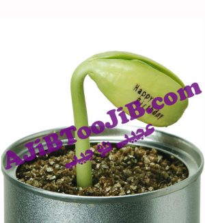 لوبیای سحرآمیز