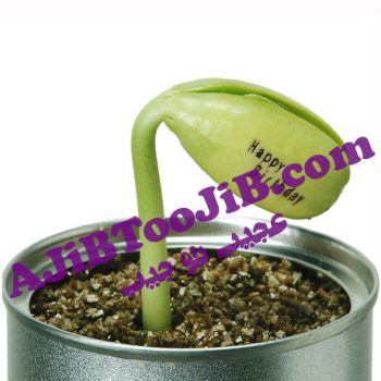 لوبیای سحرآمیز