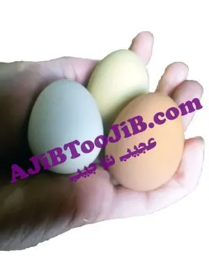 تخم مرغ شوخی نشکن