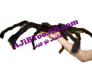 عنکبوت پشمی هالووین