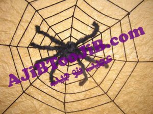 عنکبوت پشمی هالووین