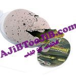 تخم بزرگ شونده دایناسور (غول پیکر)