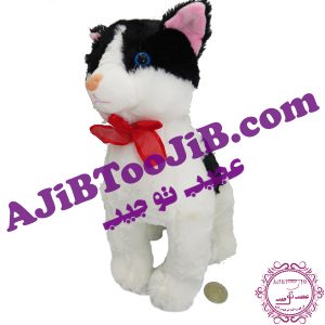 گربه جنتلمن سیاه و سفید