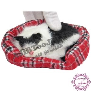 گربه ناز خوابیده در سبد