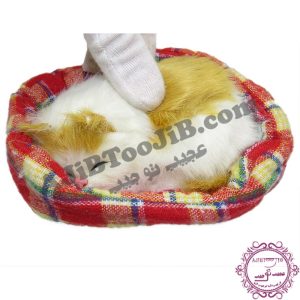 Sleeping cat on basket