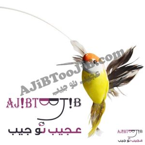 پرنده‌های رمانتیک چرخشی و لرزان