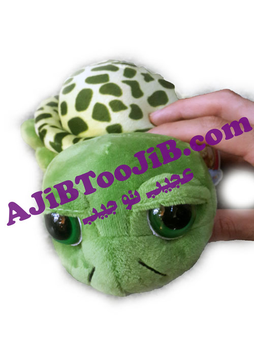 لاک پشت کوچک بی نوا