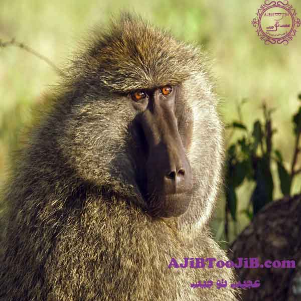 جک بابون، یک میمون کارگر