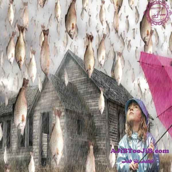 باران ماهی؛ یک داستان واقعی!