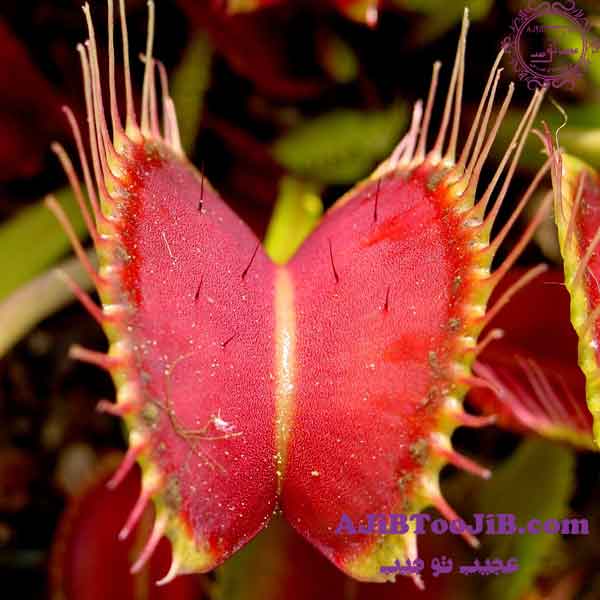 گیاه ونوس؛ جذاب اما خطرناک