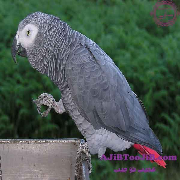 کاسکو؛ پرنده‌ای دوست داشتنی