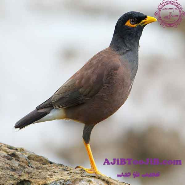 مرغ مینا؛ پرنده ای اعجاب انگیز