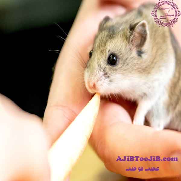 زندگی موش‌ها؛ مهم‌تر از آنچه که فکرش را می‌کنید!