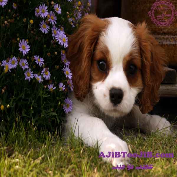 سگ‌ها؛ دوستان باوفای انسان