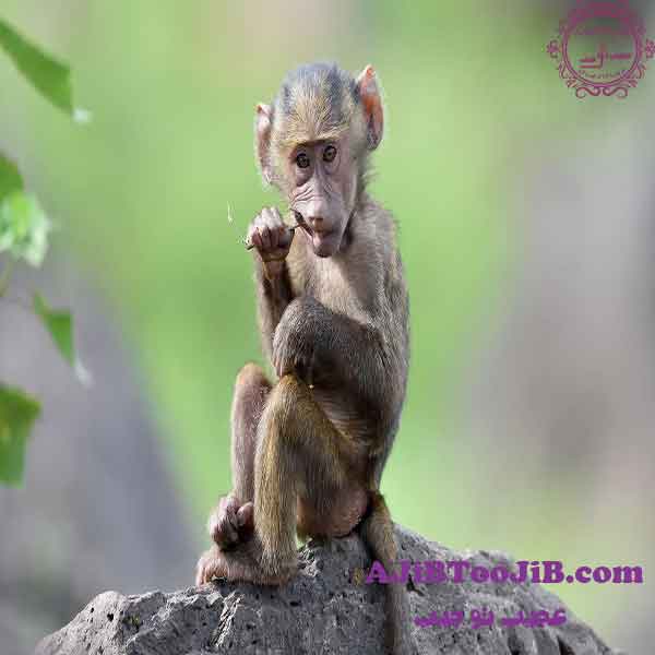 میمون‌ها؛ برادران ناتنی انسان‌ها