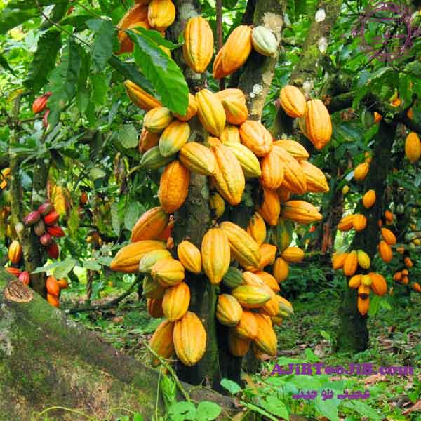 آشنایی با درخت کاکائو و مراحل ساختن شکلات